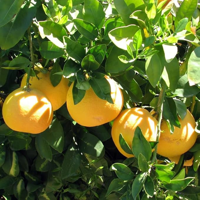 Grapefruit Citrus x paradisi Seeds for Planting in Home Garden & Orchard