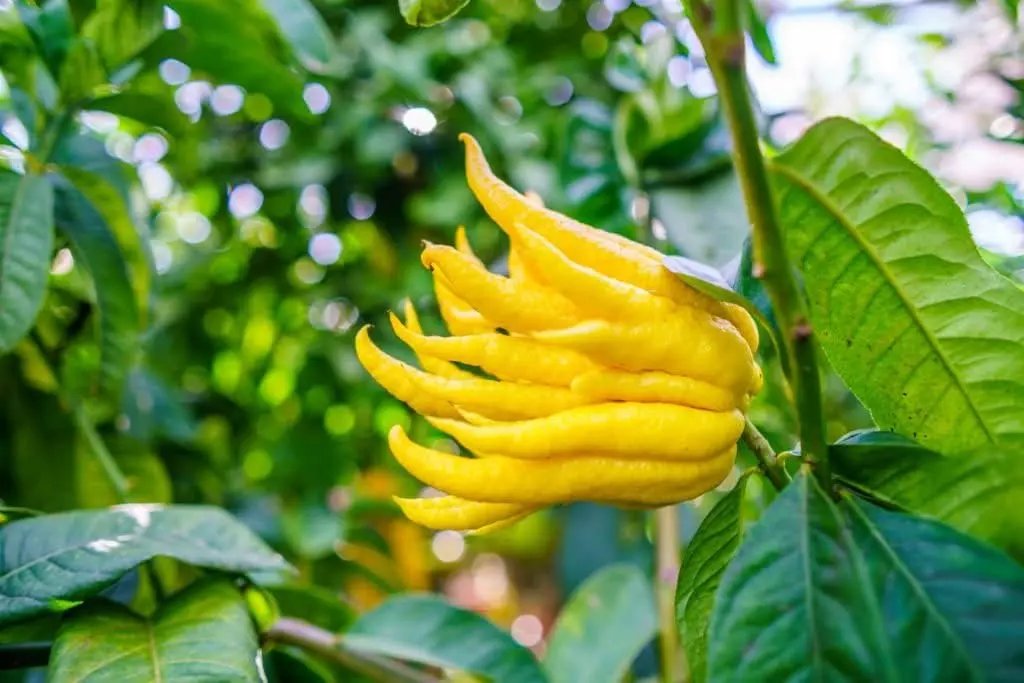 Buddha's Hand Flower Seeds for Planting - NON GMO Seeds Dhara Seeds
