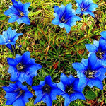 Largeleaf Gentian Blue Flower Bonsai Seeds