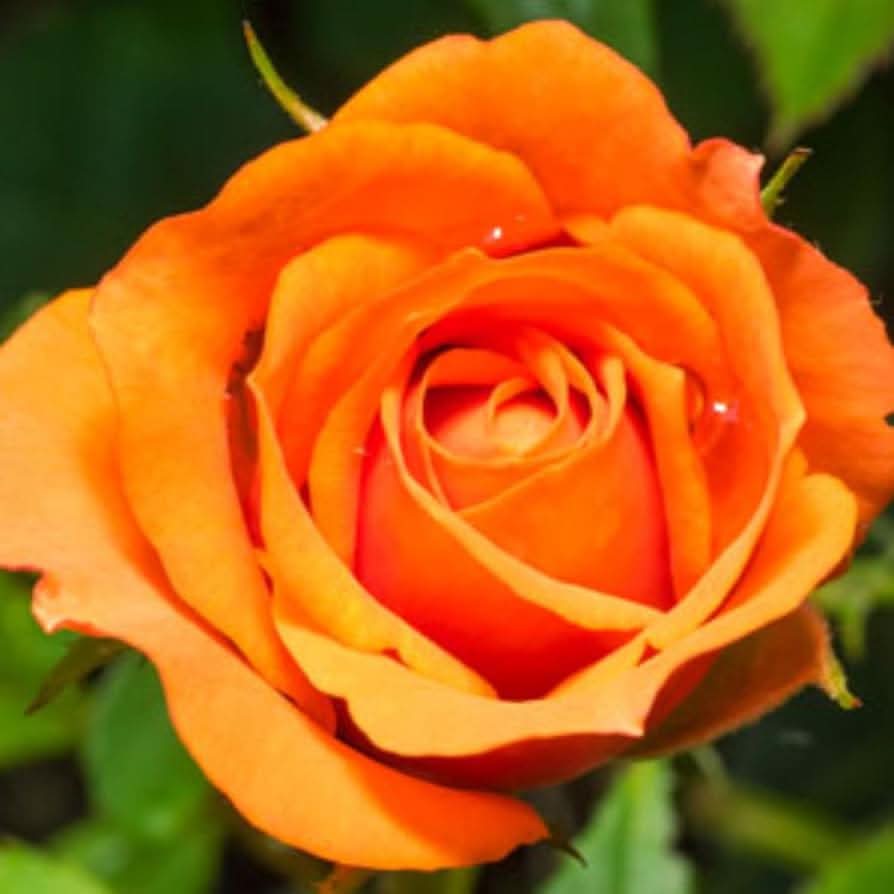 Polyantha Rose Climbing Plant Mix Flower Seeds, Yellow