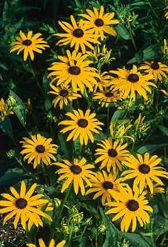 Yellow Rudbeckia Flower Seeds for Planting 100