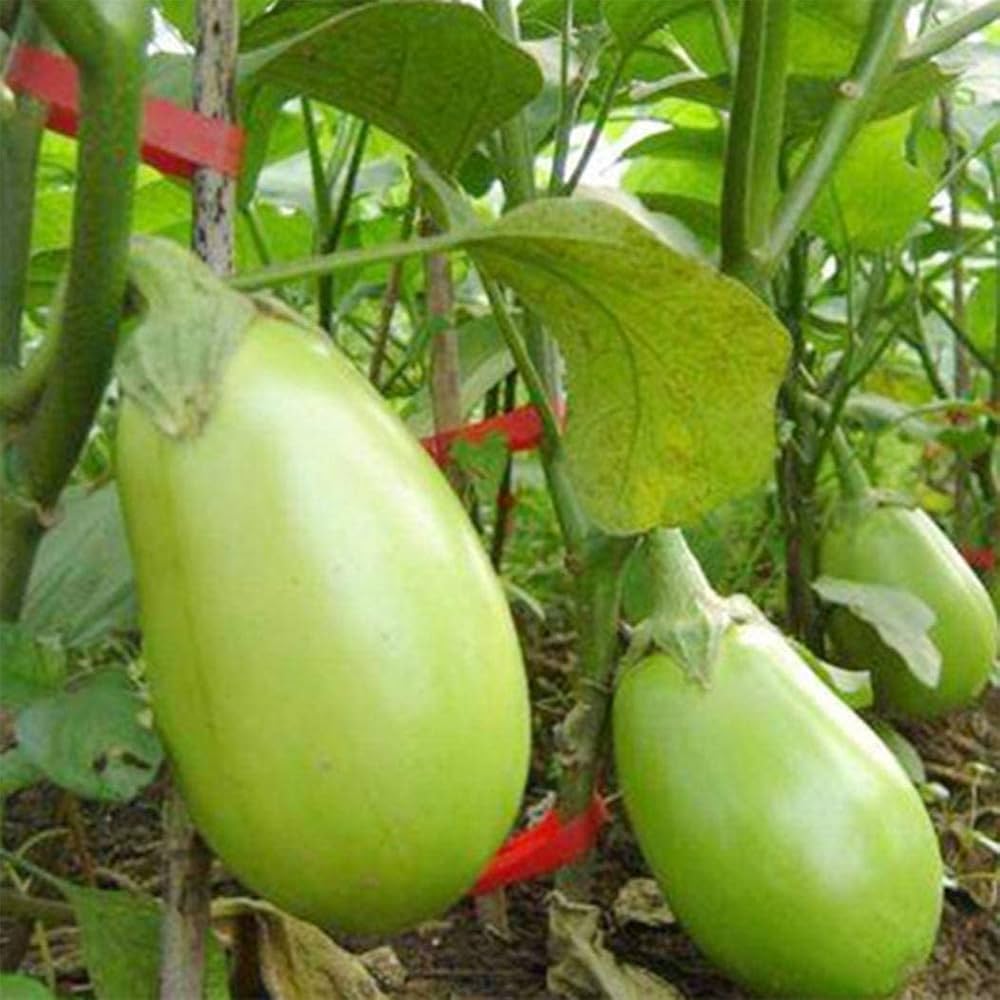 Frame Boaling Flower Seeds (4G) for Landscaping