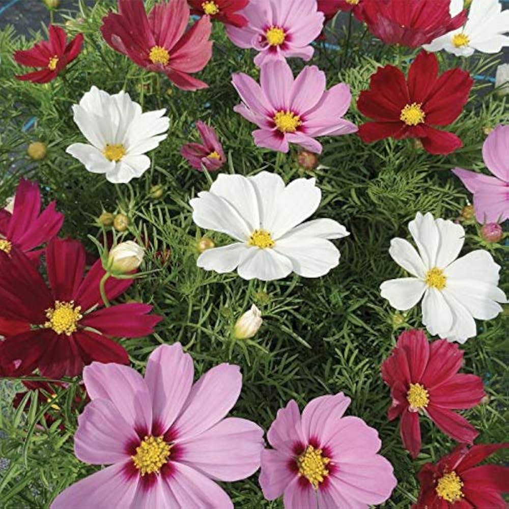 Cosmos Pink Picotee Flower Seeds for Elegant Pink Blooms in the Garden