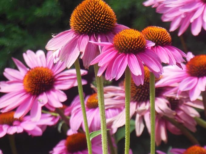 Echinacea Primadonna Rose Seeds