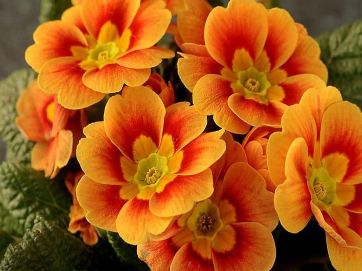 Orange Primrose Flower Seeds for Planting - 100