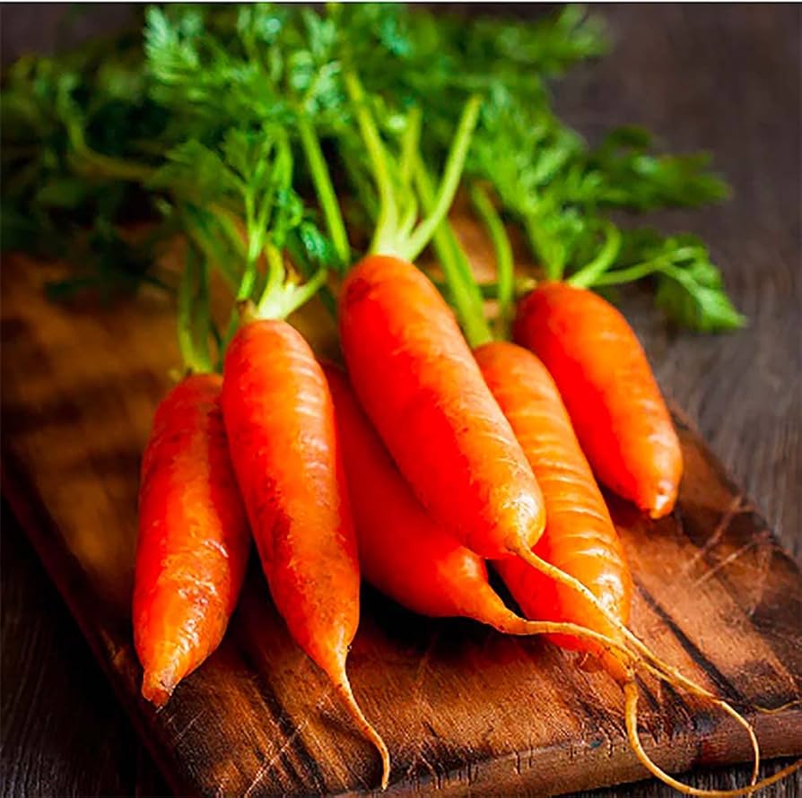 Little Fingers Carrot Seeds – Organic, Non-GMO Mini Carrots – + Seeds