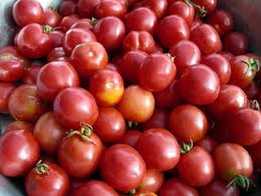 Porter Tomato Seeds for Delicious Garden-Fresh Tomatoes