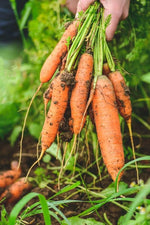 Giant Carrot Root Vegetable Seeds