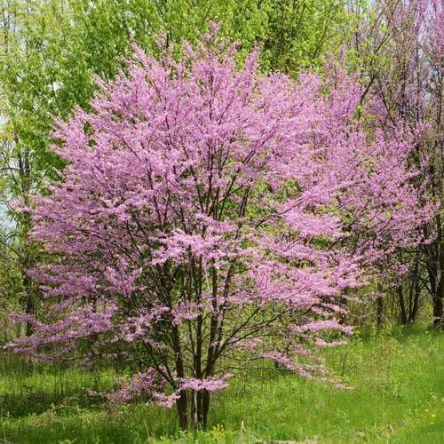 Pink Cercis Canadensis Flower - Heirloom, Non - Gmo Seeds