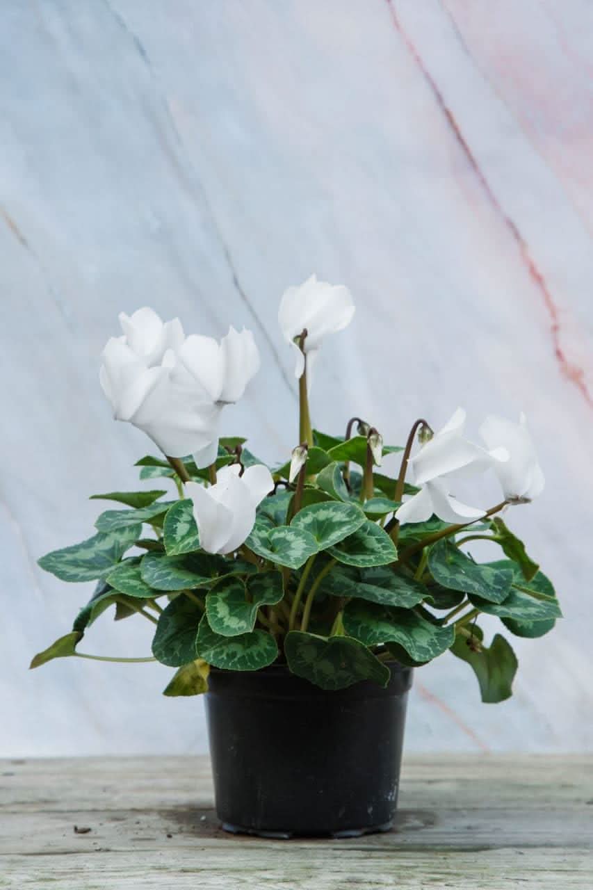 Cyclamen Cyclamen persicum flower seeds in 5 colors for planting in home garden containers