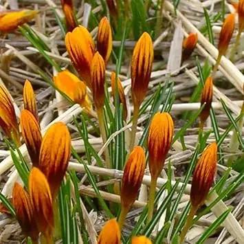 Heirloom Non-GMO Crocus Flower Seeds Mixed Colors for Garden Planting – Vibrant Spring Blooms Dhara Seeds