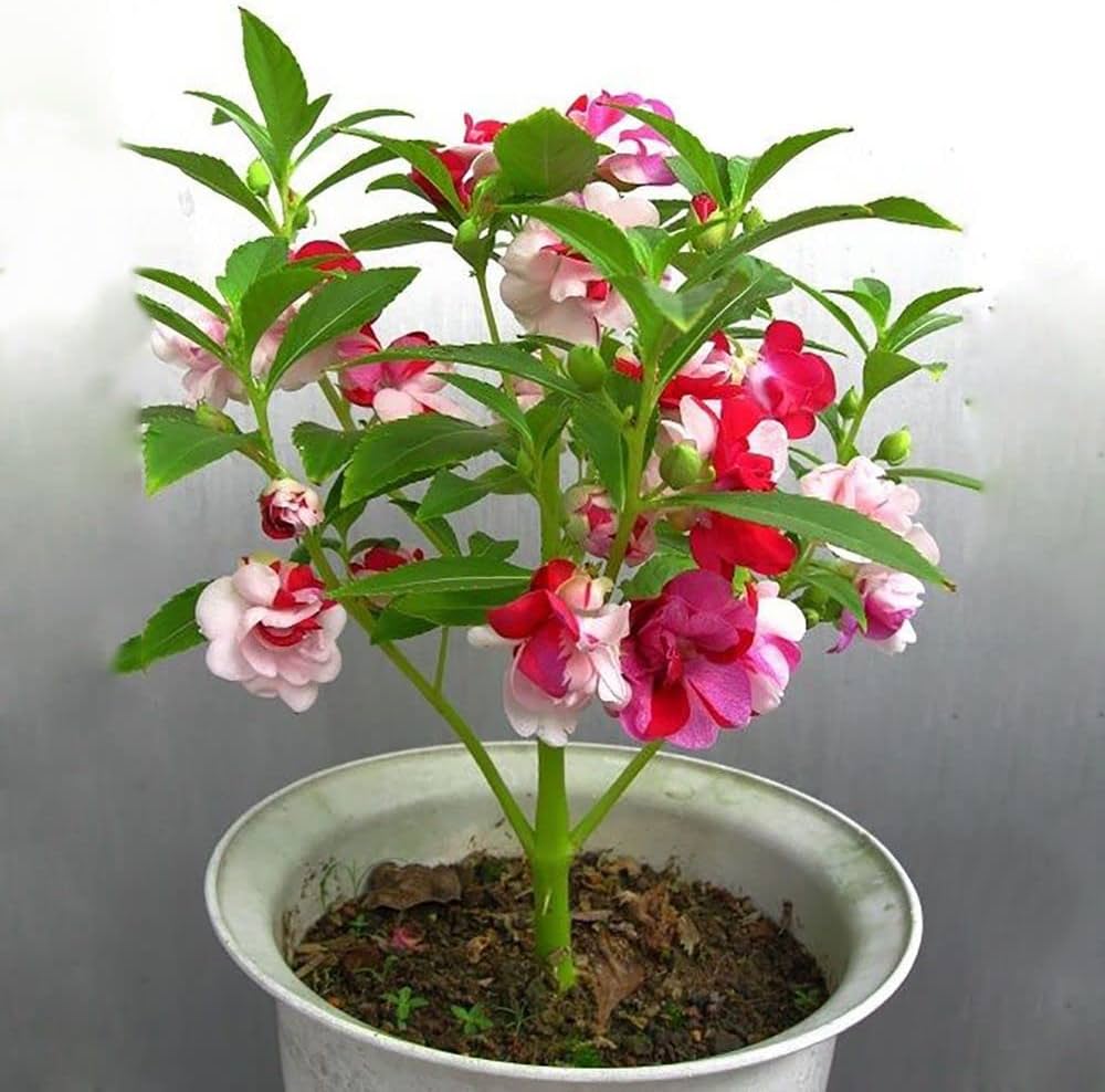 Balsam Impatiens Balsamina Four Seasons Flower Seeds for Planting – Suitable for Seasonal Home Garden Displays