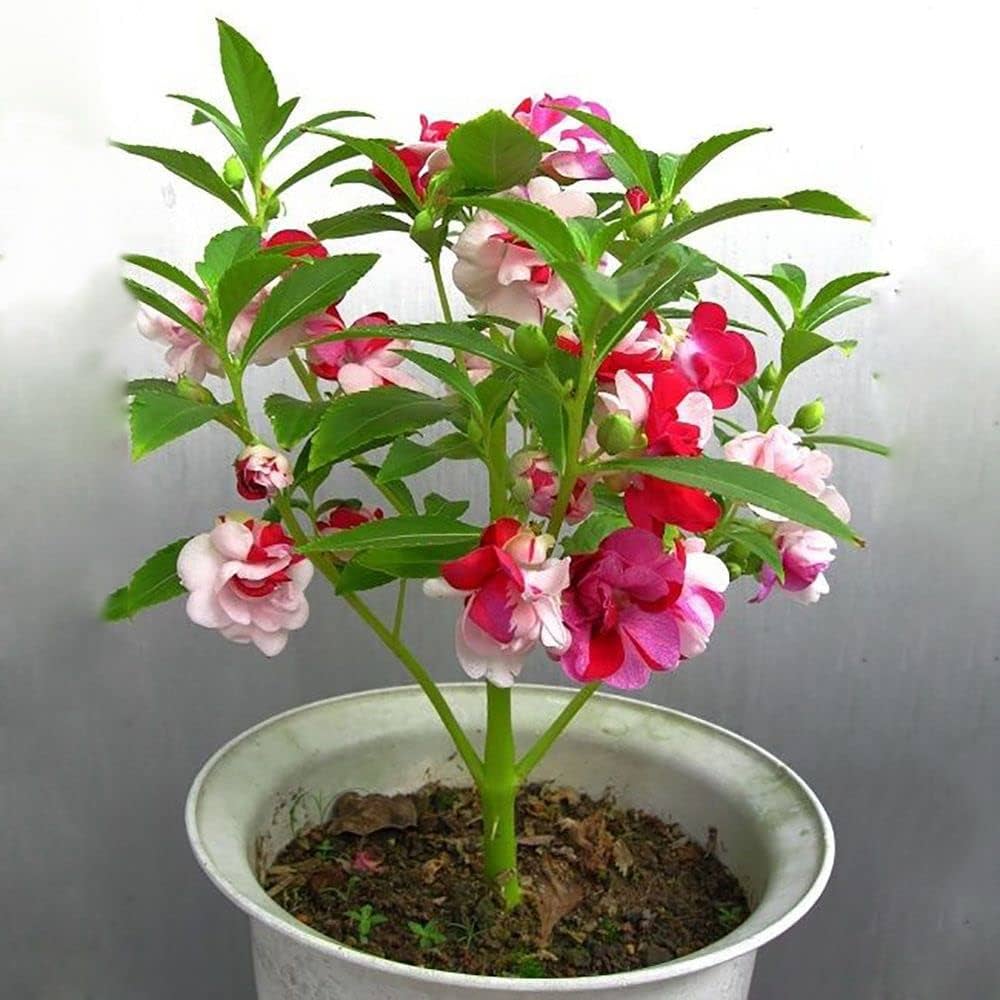 Impatiens Garden Balsam Seeds For Planting Bright Annual Blooms for Shade