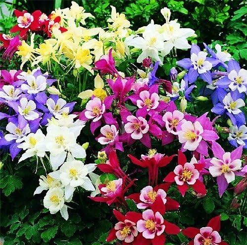 Columbine Flower Aquilegia spp. Seeds for Planting in Flower Bed & Garden