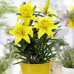 Elegant Lily Lilium for planting in flower bed
