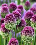 Allium Sphaerocephalon shrubflower – for planting in garden