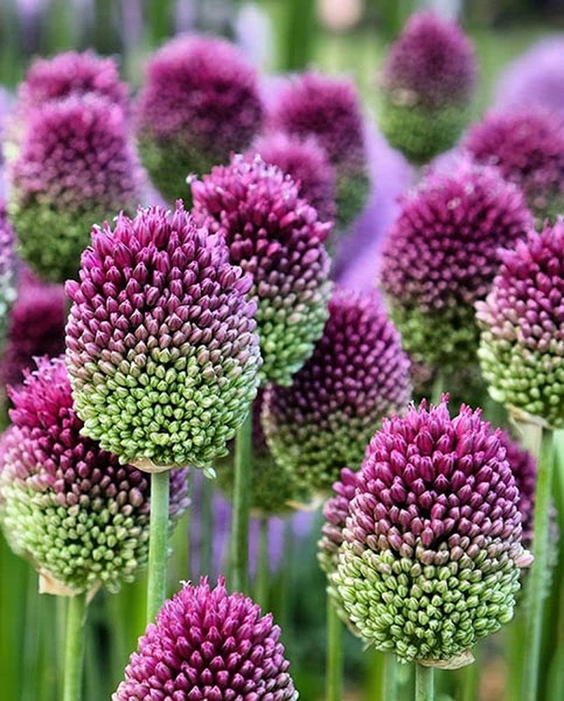Allium Sphaerocephalon shrubflower – for planting in garden