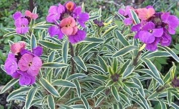 Purple Pink Linifolium Flower Seeds for Planting, 100 pcs