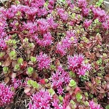 Pink Spurium Coccineum Plant Seeds - Decorative Plant Seeds - Heirloom & Non-GMO Seeds for planting Dhara Seeds