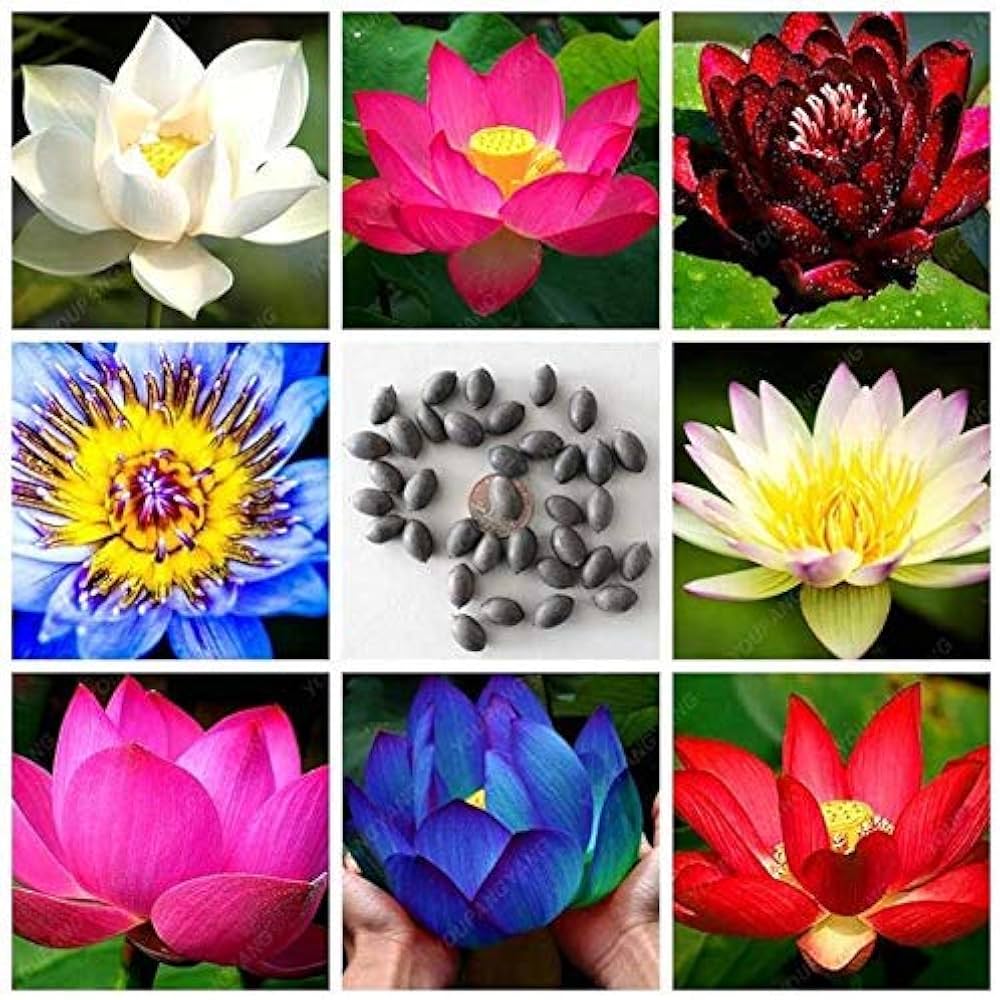 Nelumbo Nucifera Lotus ( Mix Colors) Seeds