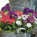 Verbena Dwarf Mix Flower Seeds for Planting - NON GMO Seeds Dhara Seeds