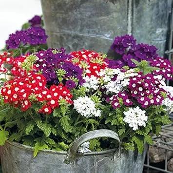 Verbena Dwarf Mix Flower Seeds for Planting - NON GMO Seeds Dhara Seeds