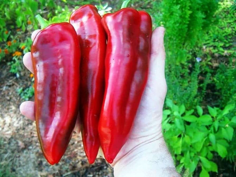 Russian Giant Pepper Organic Heirloom Krasnyy Velikan Chili Seeds