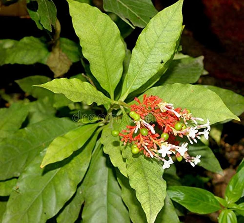 Snakeroot Eryngium Yuccifolium Button Flower Seeds for Planting – Unique Native Perennial for Pollinator-Friendly Gardens