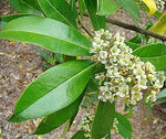 Ilex Paraguayensis Flower Seeds for Planting, NON GMO Seeds seeds for planting in home garden