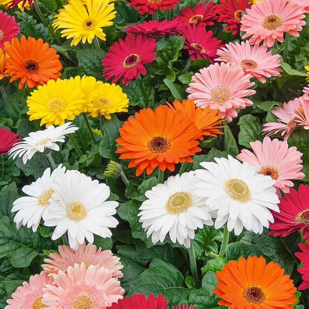 Daisy Gerbera Jamesonii Barberton Flower Seeds for Planting – Multi-Color Fragrant Blooms for Home Garden