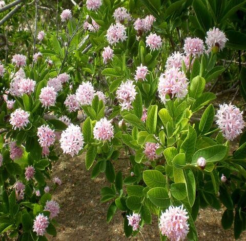 Green Dais Cotinifolia Tree - Heirloom, Non - Gmo Seeds