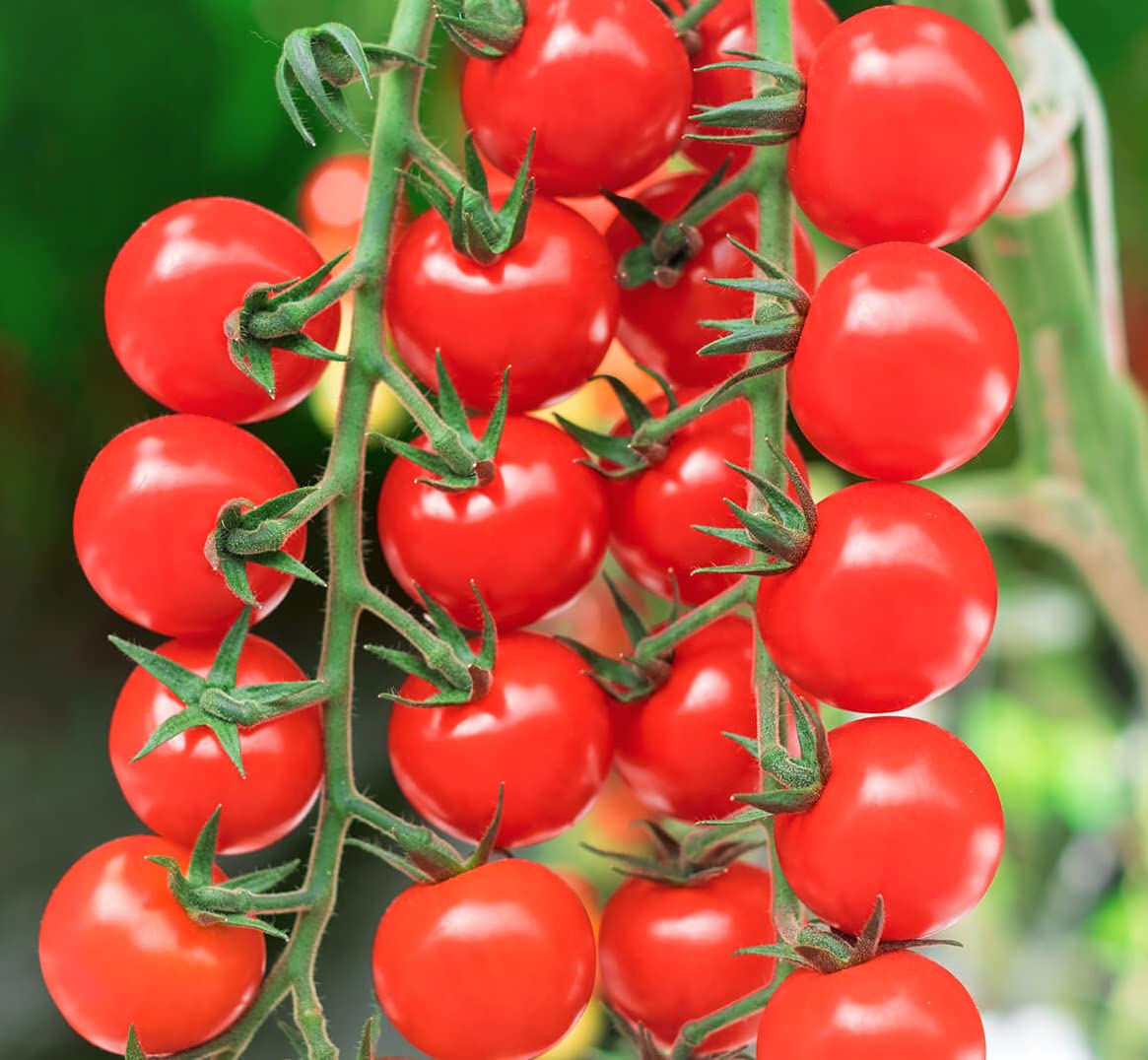 Tomato Solanum Lycopersicum Exclusive Red Cherry Mix Vegetable Seeds for Planting – Suitable for Home Garden and Snacking Variety