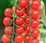 Large red cherry tomato seeds