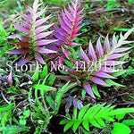 Fern Dark Pink Plant Seeds for Planting heirloom & Non-GMO Seeds Dhara Seeds