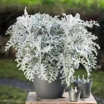 Dusty Miller Silver Dust Seeds for Planting - NON GMO Seeds Dhara Seeds