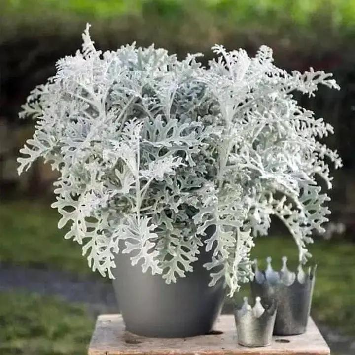 Dusty Miller Silver Dust Seeds for Planting - NON GMO Seeds Dhara Seeds