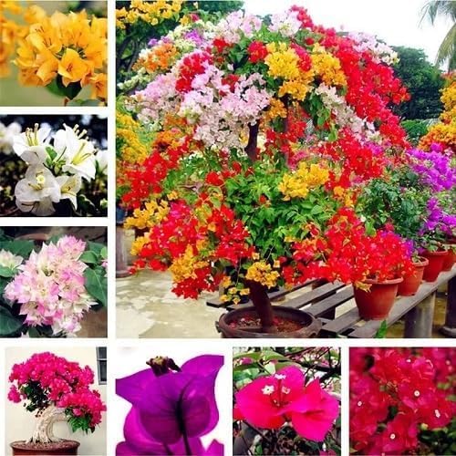 Mixed Bougainvillea Flower