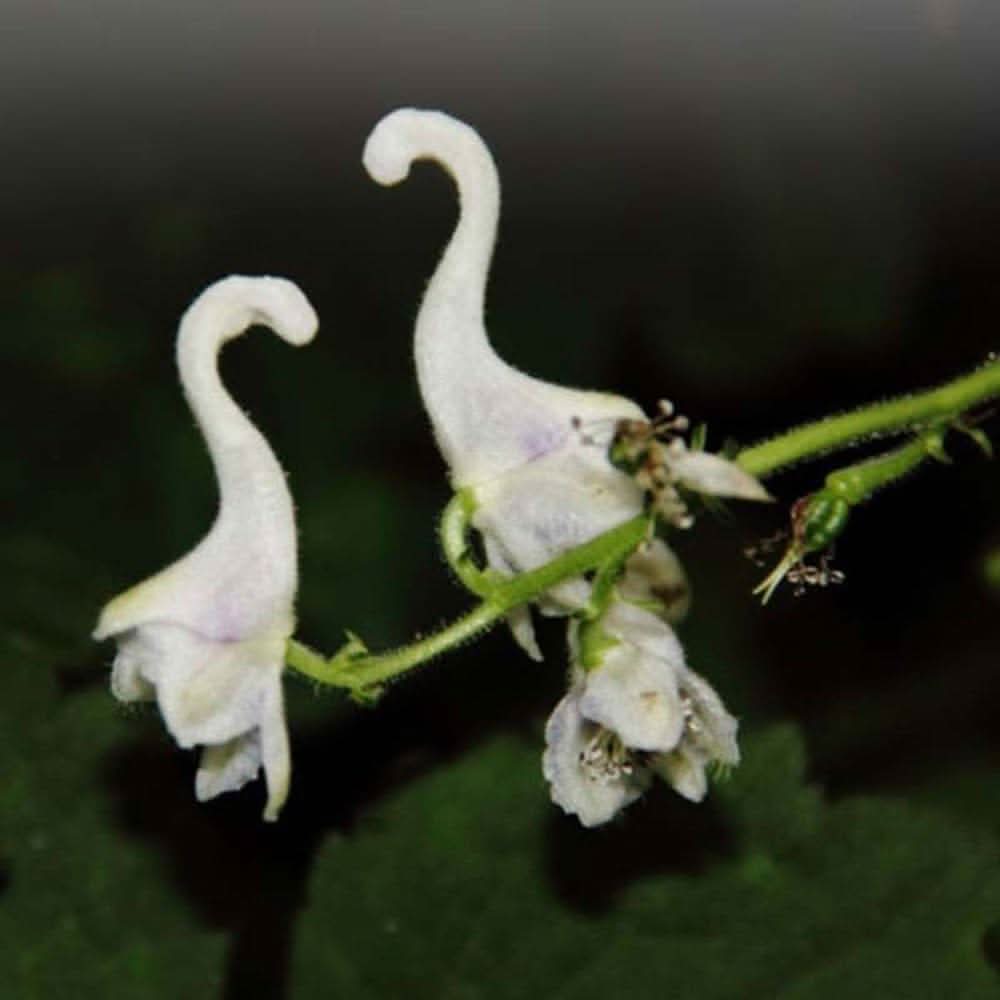 Swan Flower Aristolochia Grandiflora Flower Seeds for Planting in home garden and trellised spaces