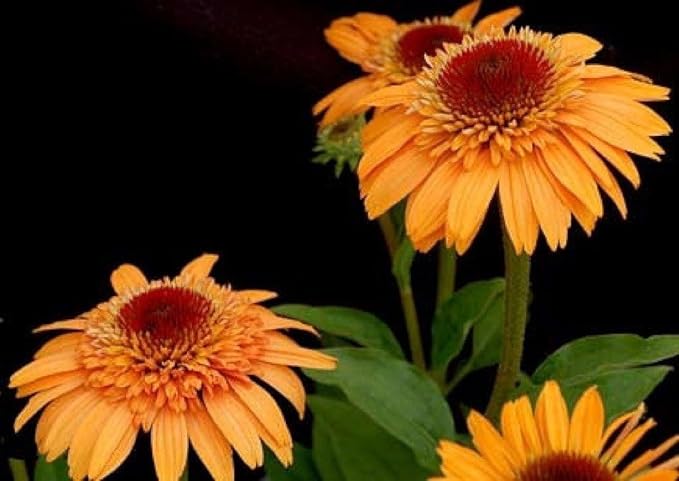 Echinacea 'Supreme Cantaloupe' Echinacea purpurea Flower Seeds for Planting in Garden