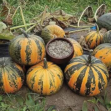 Kakai Hull-Less Pumpkin Fruit Seeds for Planting - Non-GMO, Ideal for Organic Gardens