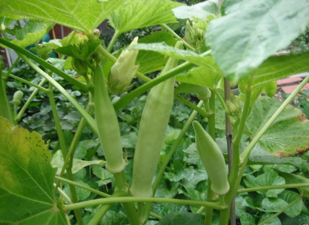 Silver Queen Okra Seeds | Tender Spineless Silver-Green Pods – Heirloom, Non-GMO, High Germination Organic Garden Seeds
