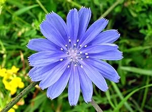 Chicory Flower Cichorium intybus Seeds for Planting in Herb Garden & Flower Bed