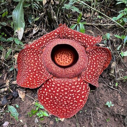 Rafflesia Flower Red - Heirloom, Non - Gmo Seeds