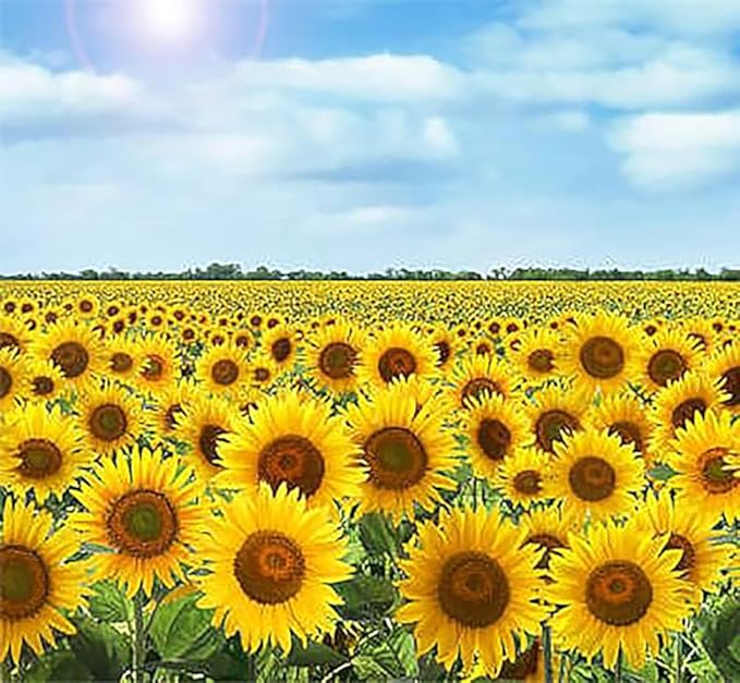 Sunflower Skyscraper Seeds for Towering Garden Sunflowers