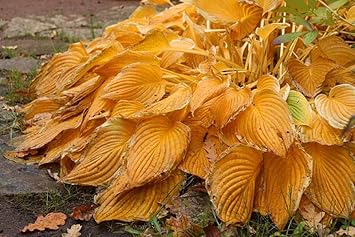 Hosta Orange Heirloom Non Gmo Image