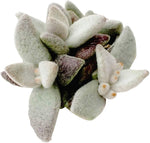 Kalanchoe blossfeldiana for planting in flower bed