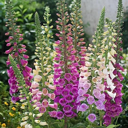 Bonsai Foxglove Seeds - Pieces, Types Organic Flower Seeds for Garden Planting