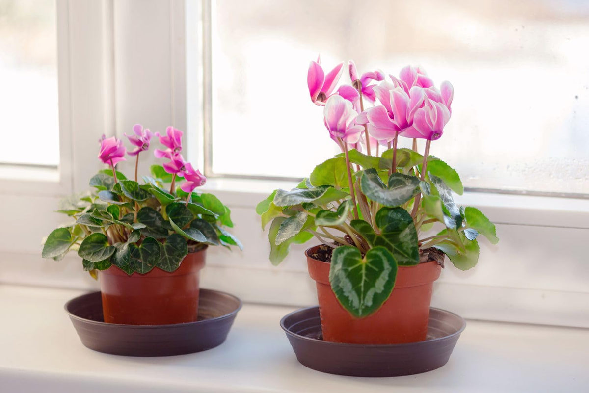 Cyclamen Persicum Laser Synchro Lila flower seeds for planting in shaded garden or indoor pots