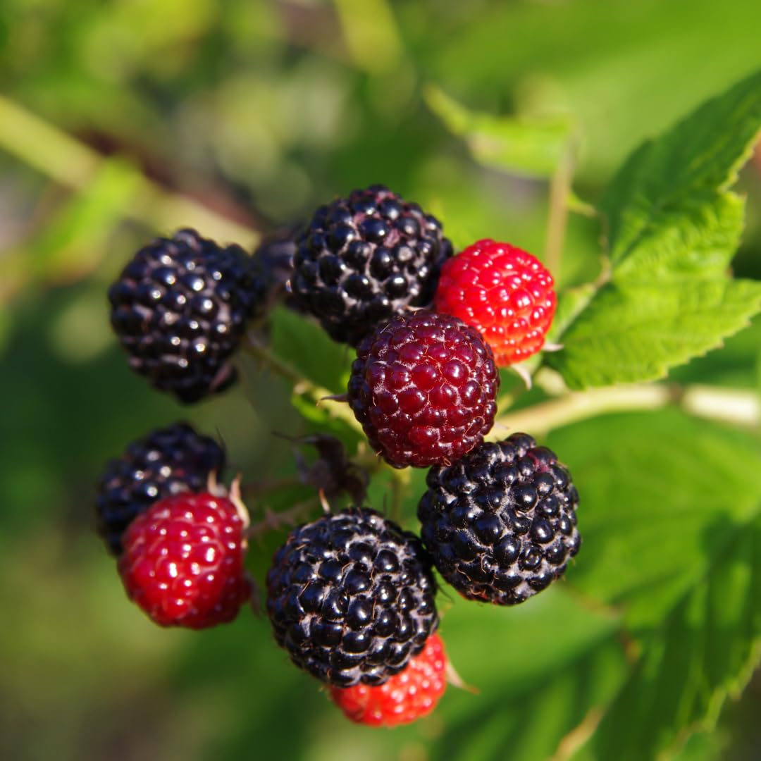 Tahi Black Raspberry Plants