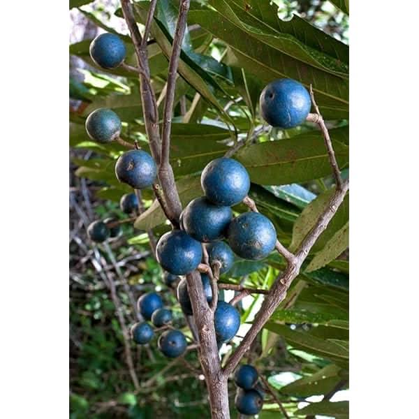 Rudraksha Fruit Seeds for Cultivating Spiritual & Medicinal Trees